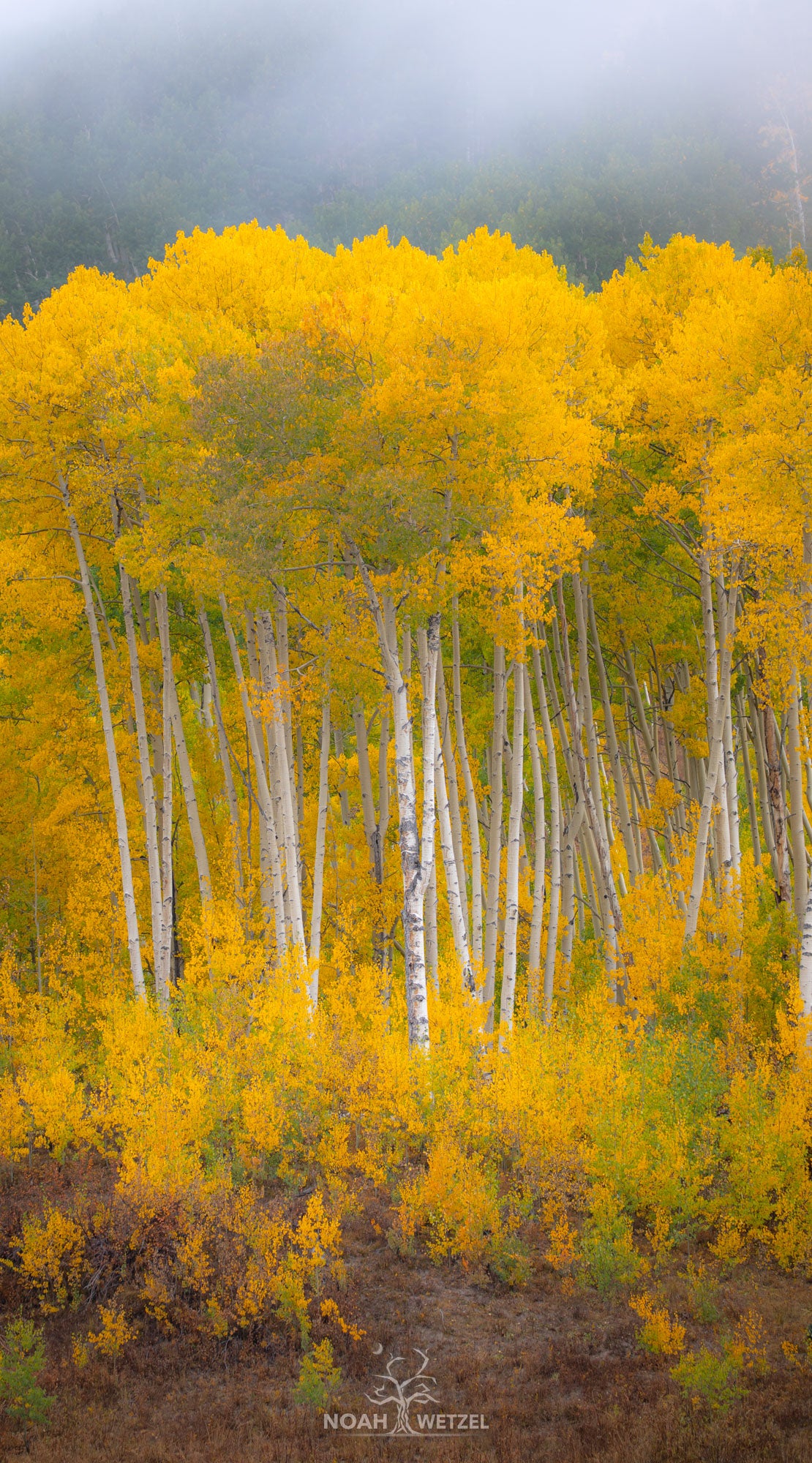 Aspen Paintbrush Fog