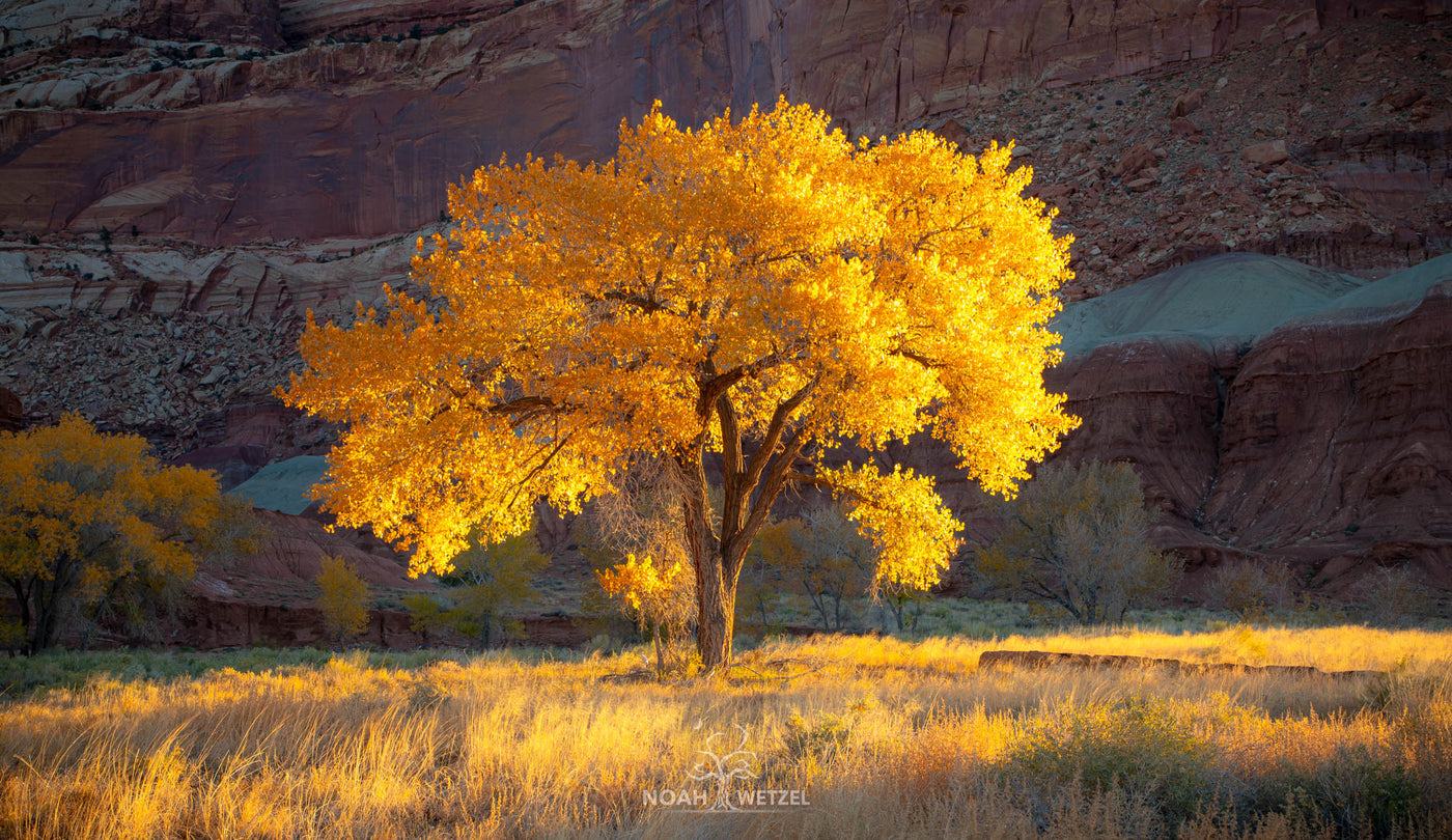 Autumn Embrace