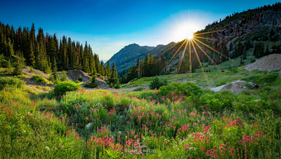 Grizzly Paintbrush Sunset