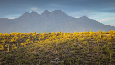 Sonoran Desert Evening