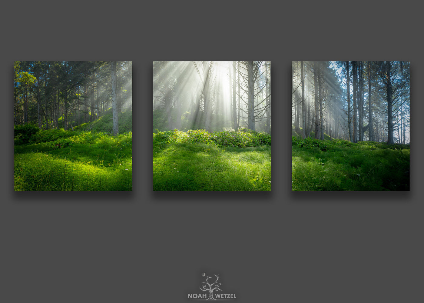 Tranquil Forest - Triptych